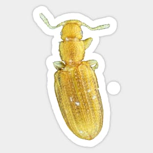 Tiny minute brown scavenger beetle Sticker